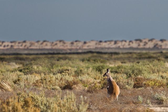 223 Mungo NP, kangoeroe.jpg